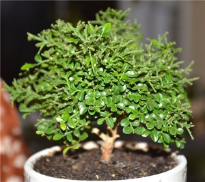 Muraya Paniculata