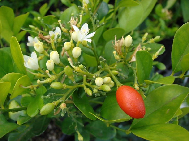 Muraya - pomarańczowy jaśmin