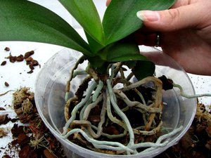 Kenmerken van orchideeëntransplantatie