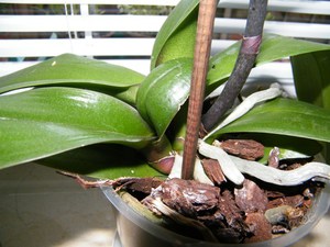 Regels voor de verzorging van orchideeën