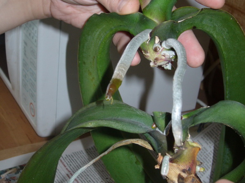 Hoe een orchidee te vermeerderen
