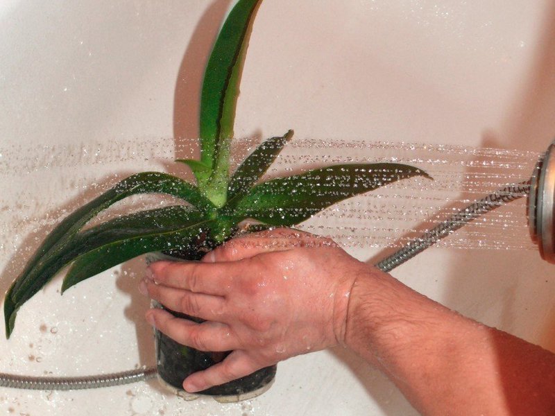 Hoe je een orchidee op de juiste manier water geeft