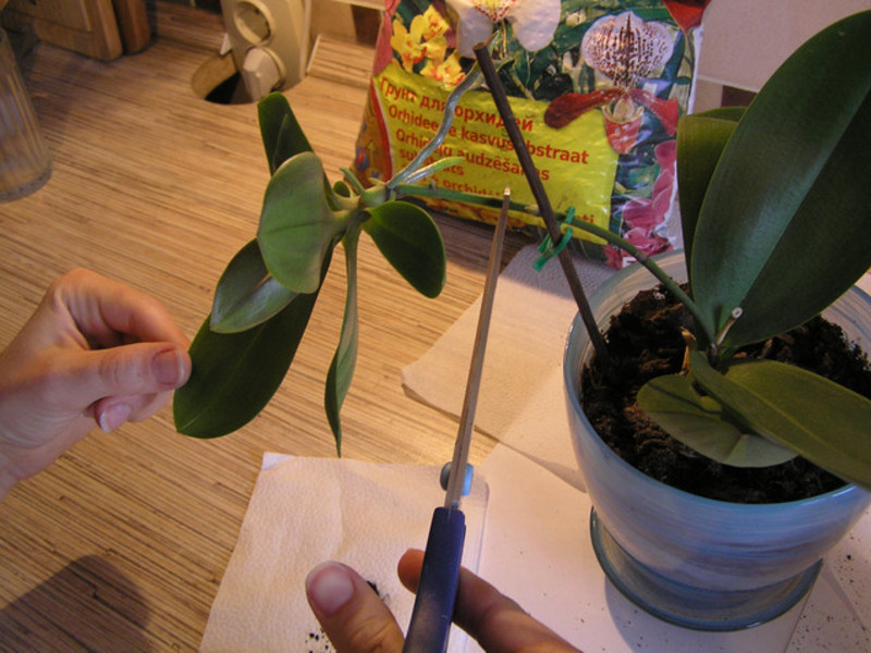 Orchideeëntransplantatie thuis