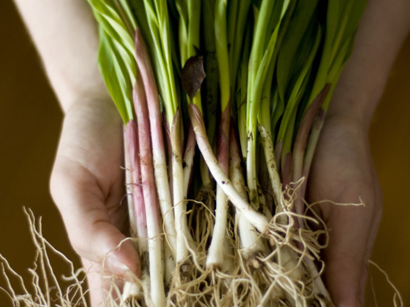 Cara menanam bawang putih liar