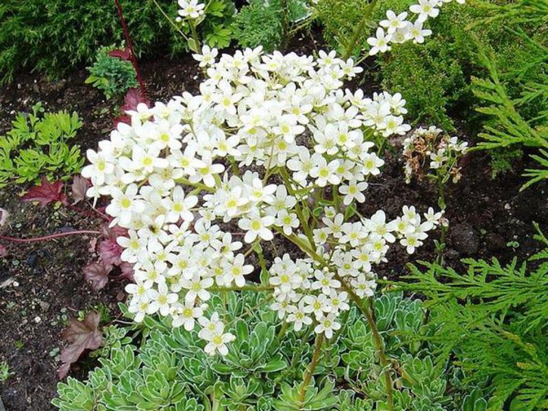 Saxifrage paniculata har høy stamme.