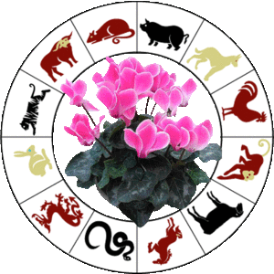 Gėlė pagal horoskopą