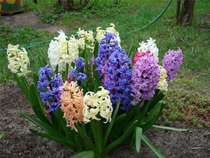Factoren waarmee u rekening moet houden bij het buiten kweken van hyacinten