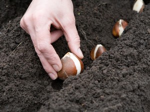 Penerangan mengenai kaedah menanam gondok di tanah terbuka