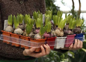 Zásady načasovania výsadby hyacintov na otvorenom teréne