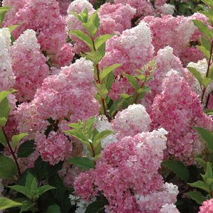 Dārza hortenzija - vispopulārākās šķirnes