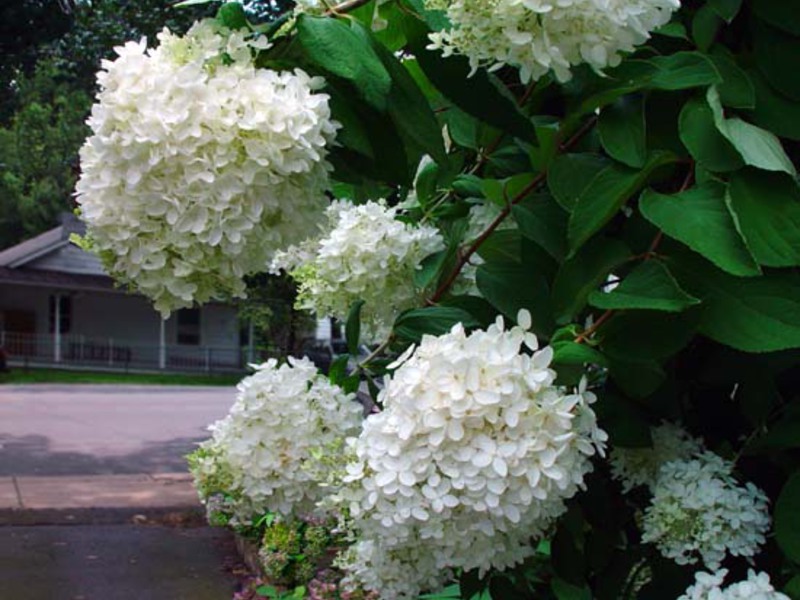 Hortenzia ako záhradná dekorácia