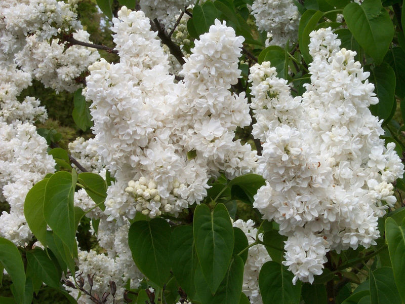 How does white lilac grow