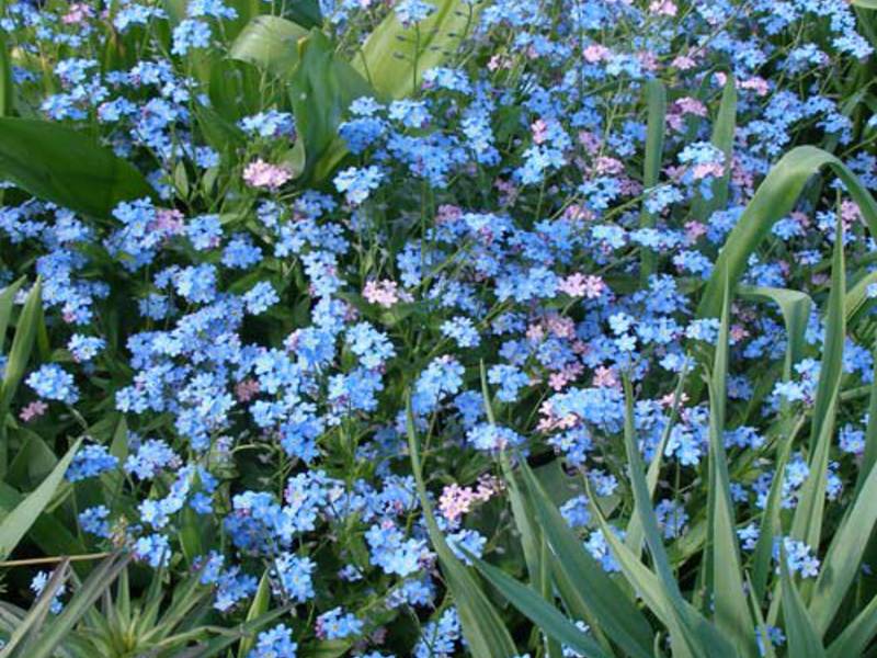 Mėlynos neužmirštuolės gėlės