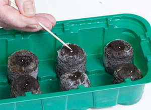 Menetelmä huoneen pelargoniumin etenemiseksi siemenillä