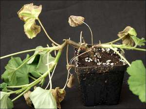 Mga posibleng sakit ng geranium sa silid at mga pamamaraan ng paggamot