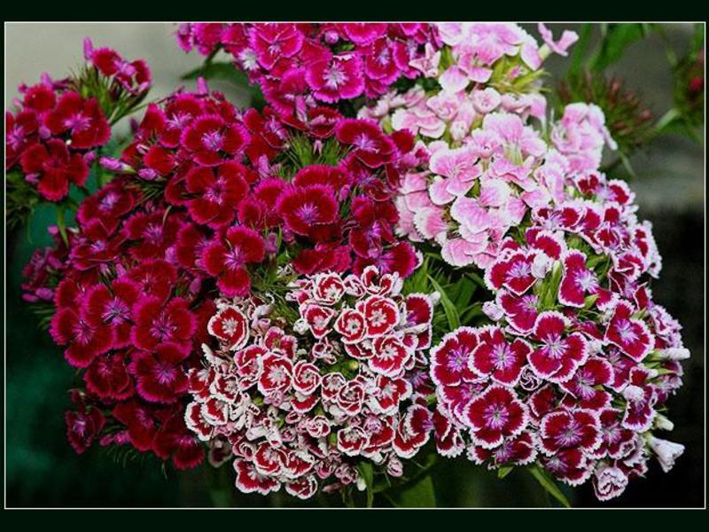 Conditions for growing carnations
