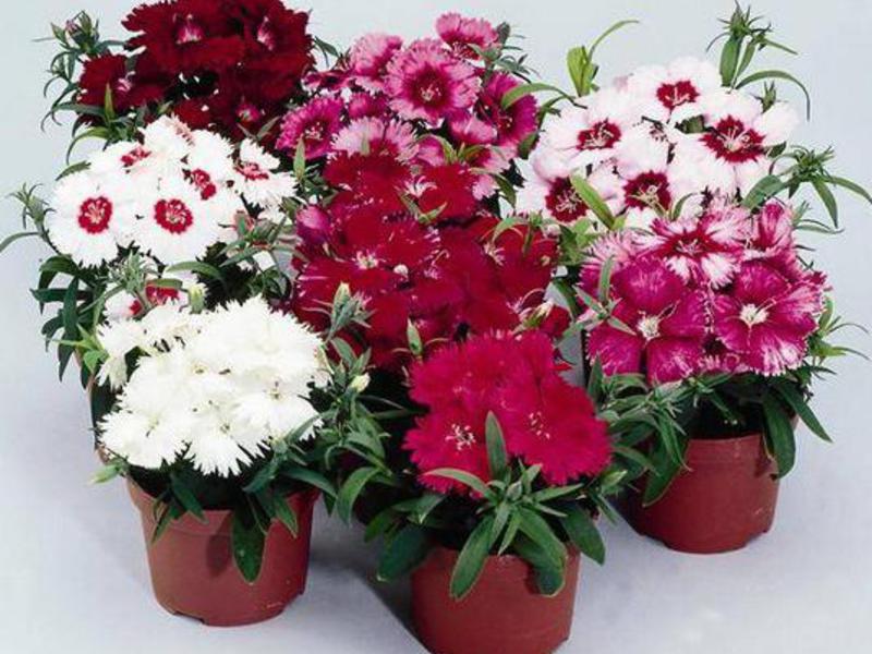 Hoa cẩm chướng và các loại