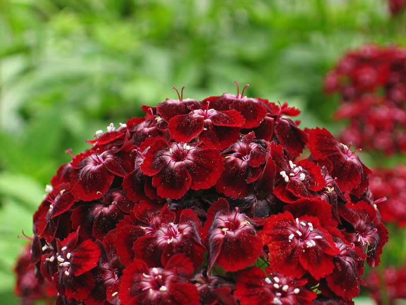 Mô tả của hoa cẩm chướng Thổ Nhĩ Kỳ