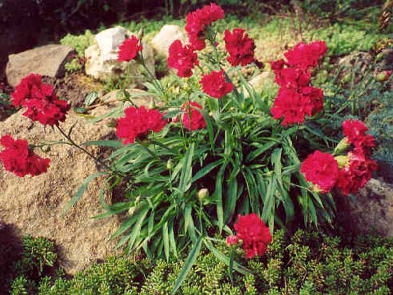 Lấy nhiều loại hoa cẩm chướng