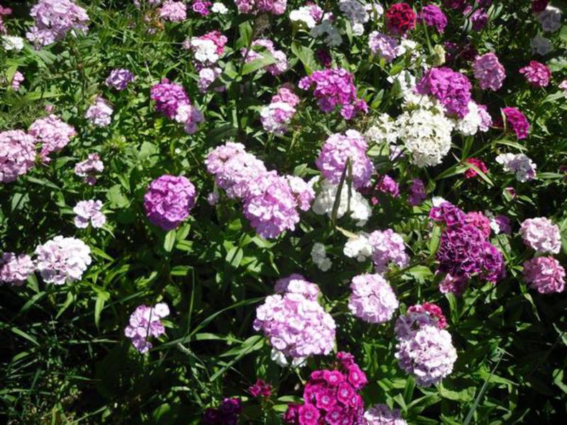 The most popular varieties of carnations