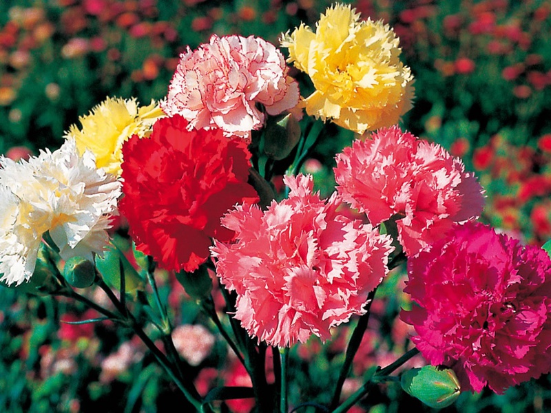 Các loại hoa cẩm chướng