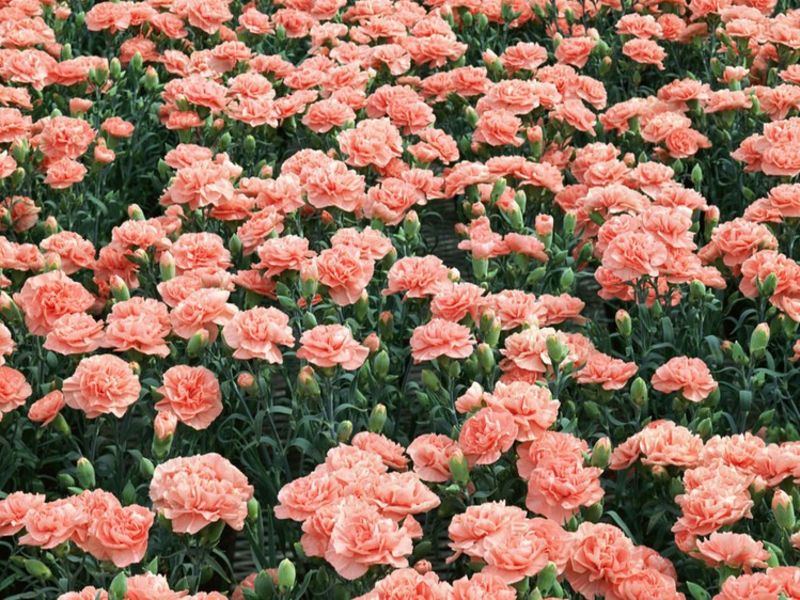 Cách trồng hoa cẩm chướng