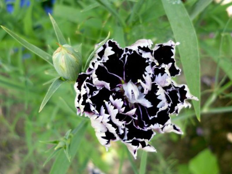 How to grow shabo carnations
