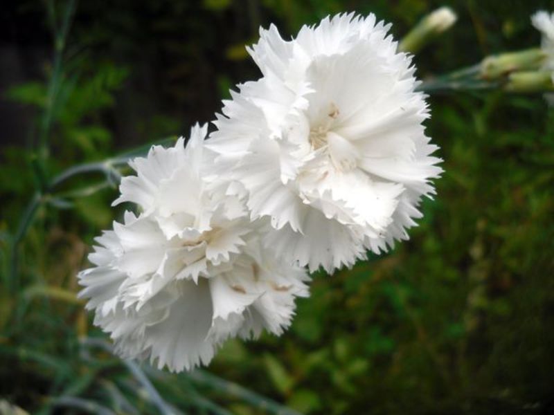 Varieties and types of carnations