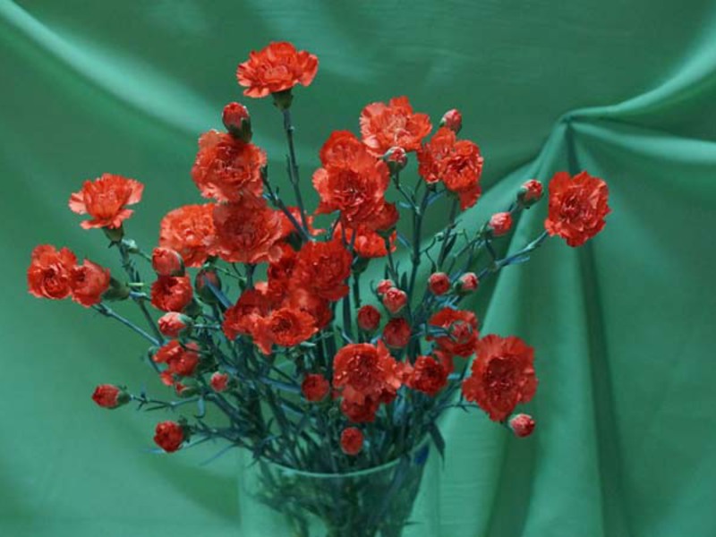 How to grow a shabo carnation