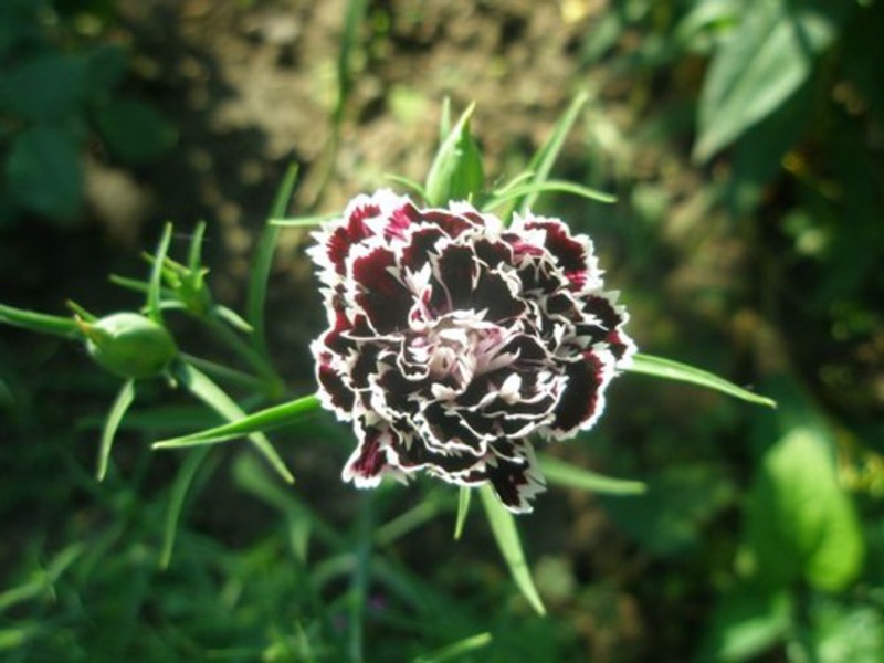 How does carnation grow?