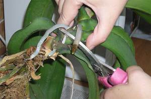 Orchidėjų dauginimo metodai