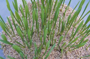 Vermiculite - แร่ธาตุจากกลุ่ม Hydromica