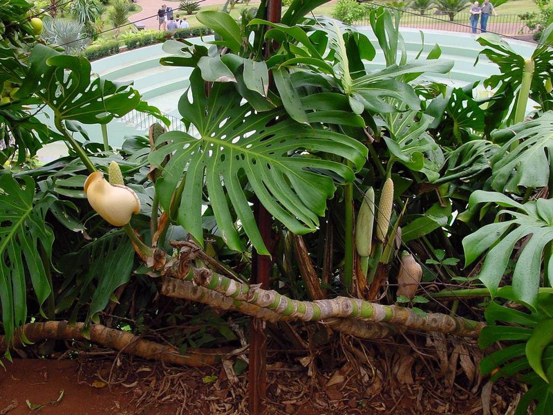 Opis rośliny-liany w naturalnych warunkach wzrostu