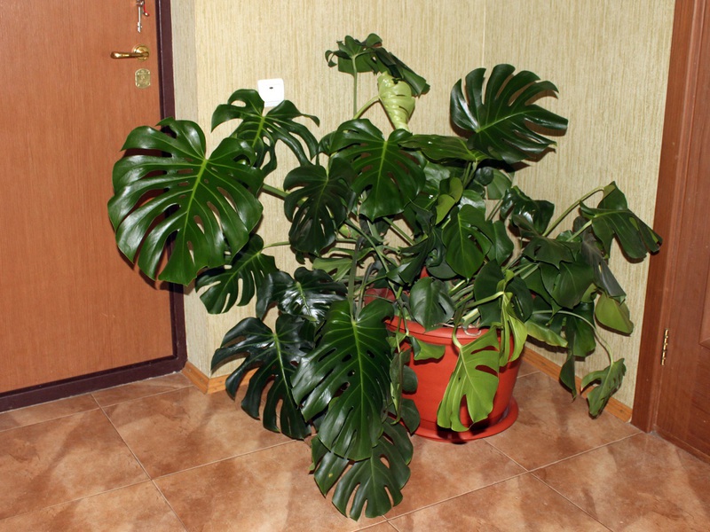 Description of the appearance of the monstera