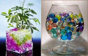Как да засадите цвете в хидрогел