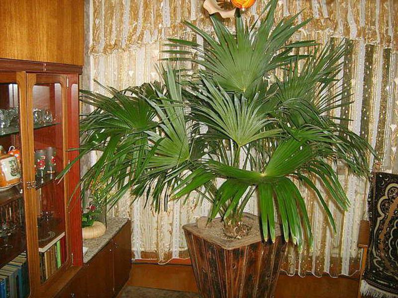 Pokok palma bilik di apartmen kelihatan sangat menarik.