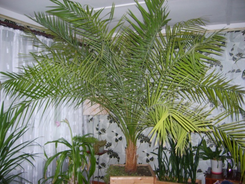 Финиковата палма може да достигне височина от 1,5-2 метра.