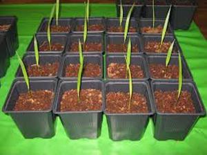 Τα λάχανα φοινικών - καλλιεργούνται από σπόρους.