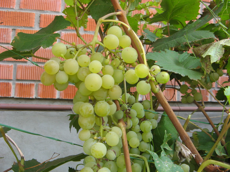 Бяло грозде, показано на снимката