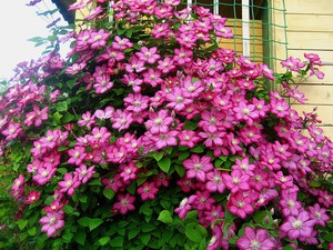 Клематис има ярки, красиви цветя.