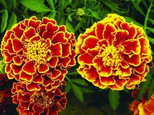 Kaibig-ibig mga marigold na bulaklak