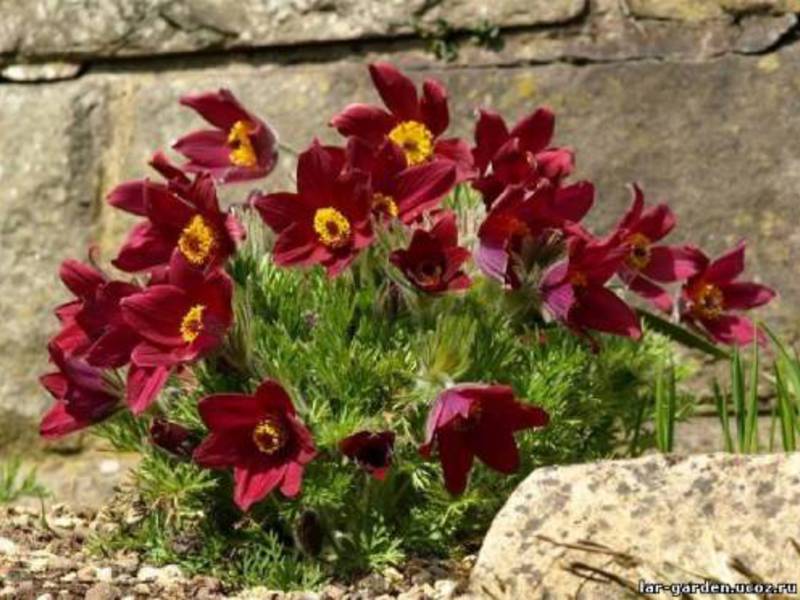 Hexenschuss ist eine der schönsten Frühlingspflanzen.