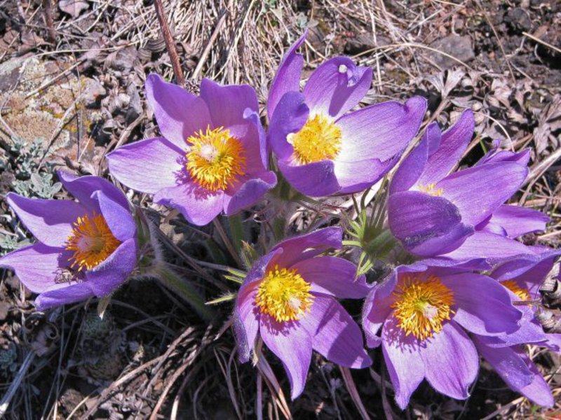 Uobičajeni lumbago cvijet