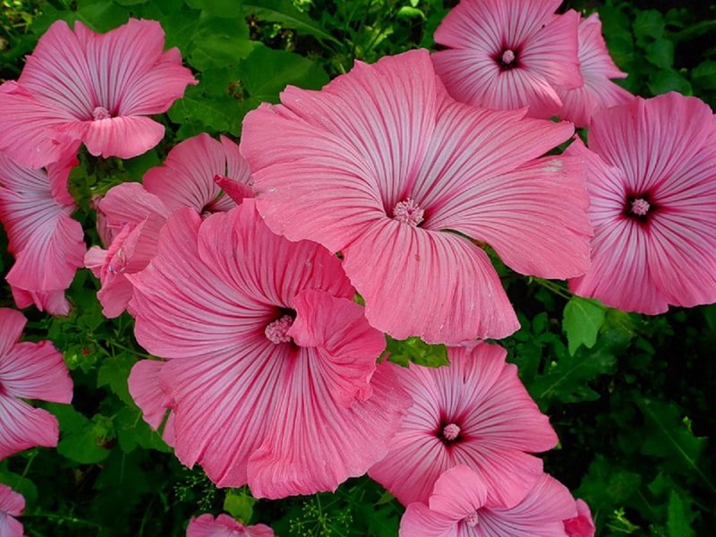 Nykštukų veislės „Lavatera Pink“ grožio savybės