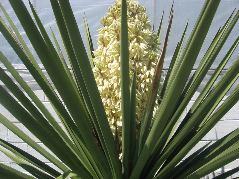 Periodo di fioritura della yucca