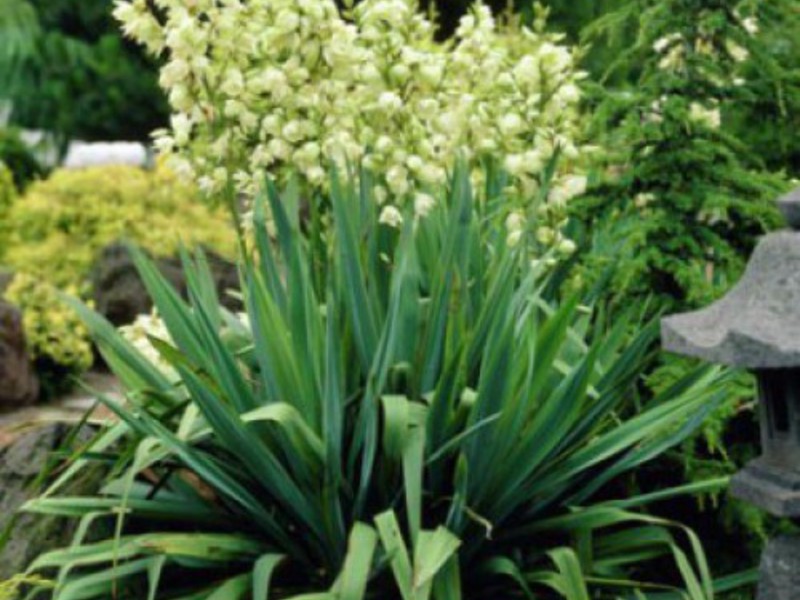 How to care for a yucca at home