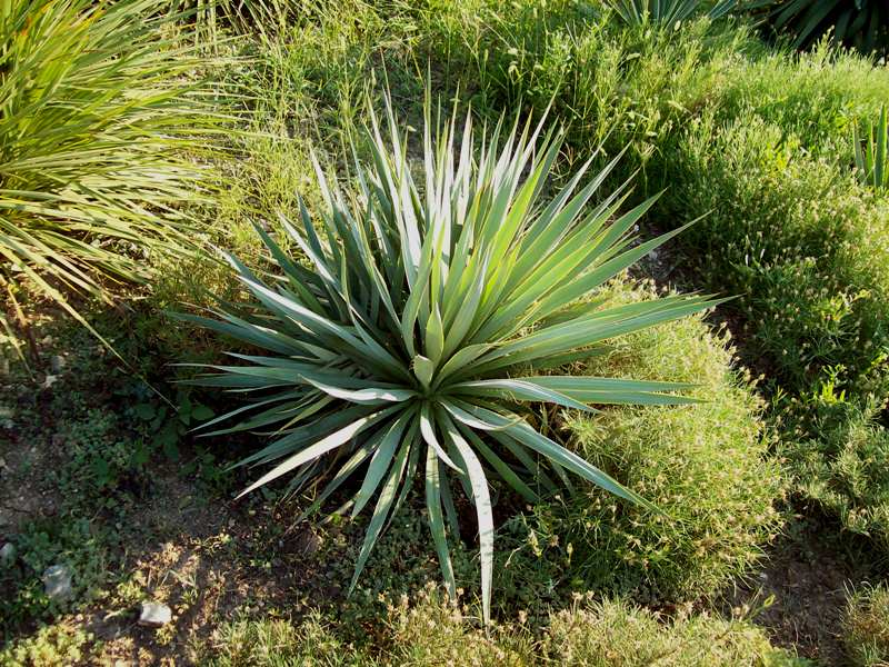 Yucca Gartenpflanze