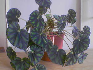 Begonia indoor