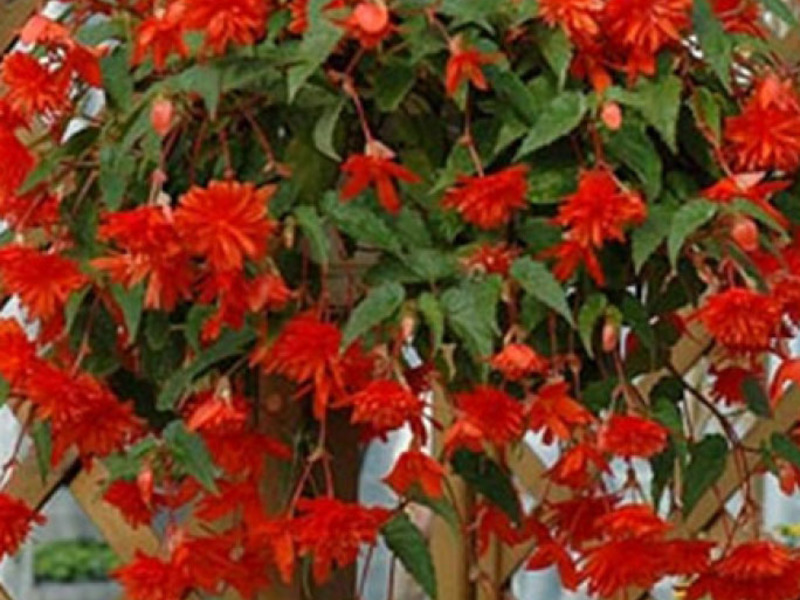 Begonia Ampel