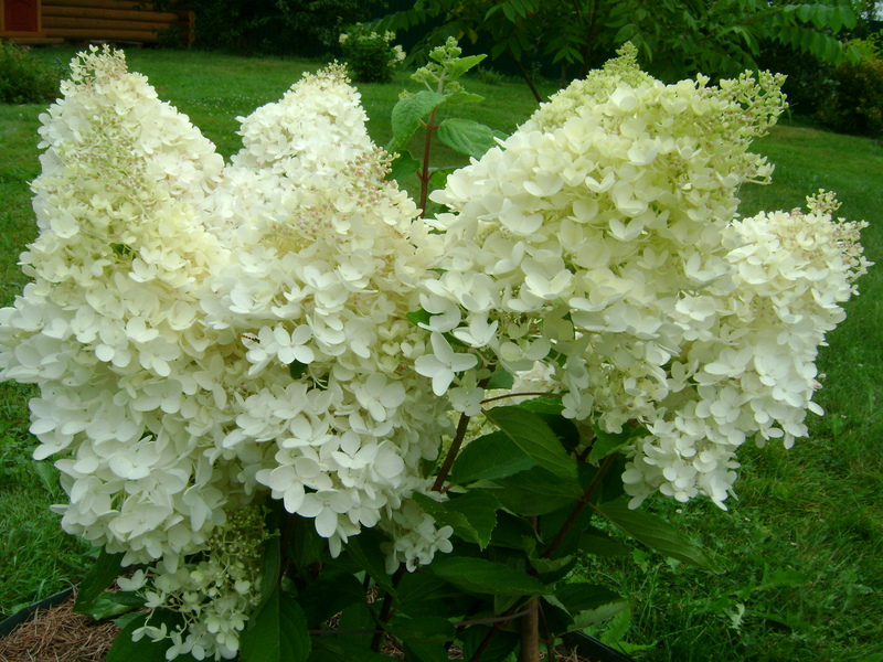 Hortensiabloemen zijn prachtig, ongeacht de variëteit.